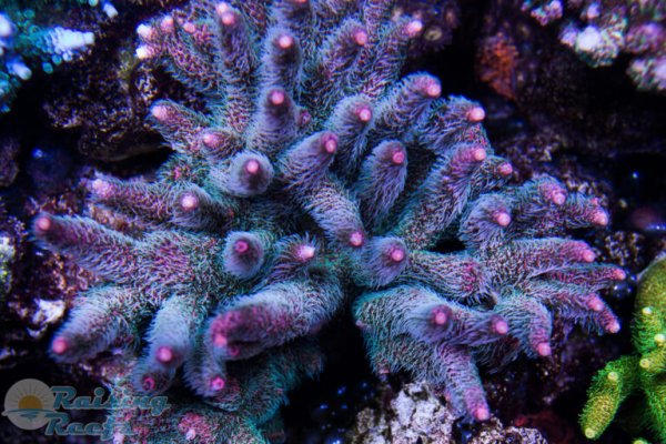 Kraken darknet ссылка тор