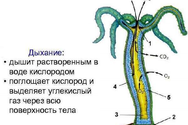 Kraken в россии