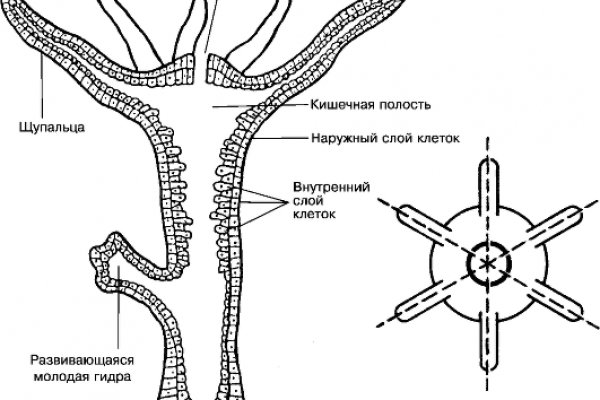 Почему не закрыт сайт кракен