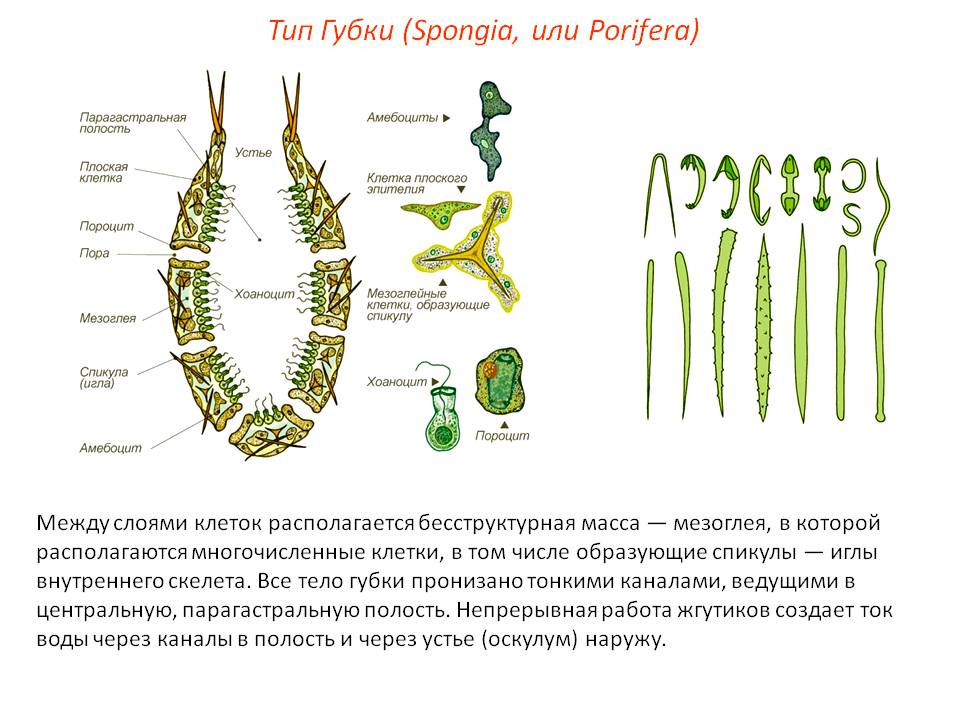 Ссылки мега кракен