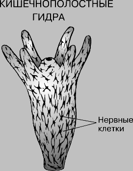 Как найти официальный сайт кракен